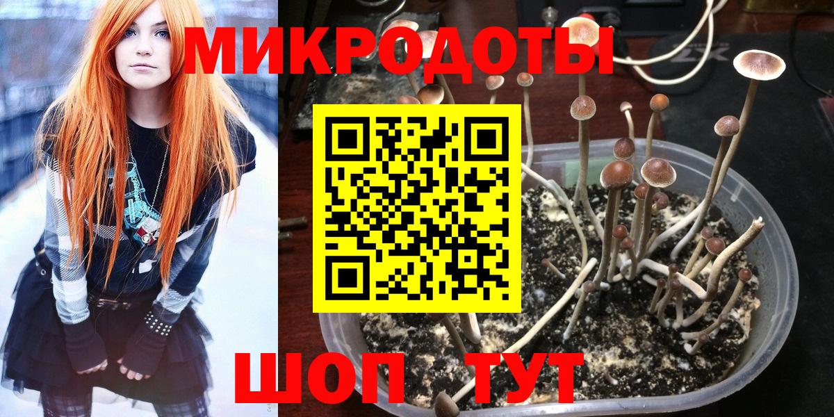 Галлюциногенные грибы Карачаевск